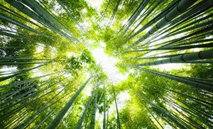 硅藻泥，享受森林般的新鲜空气